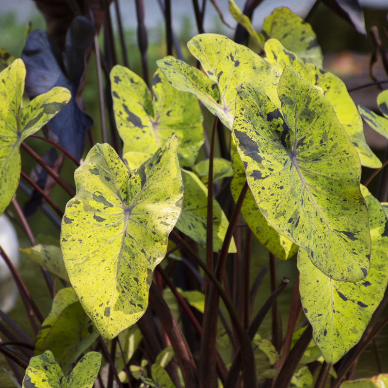 Leaf Spots and Anthracnose Leaf Spots and Anthracnose